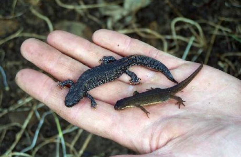 Newts