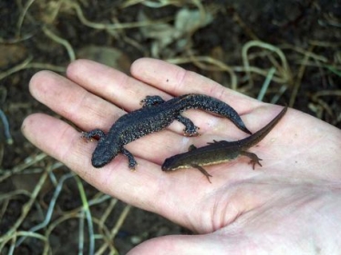 Newts